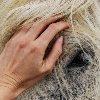 How do our horses show us affection?